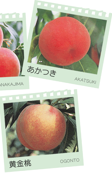 8月は、川中島・紅博桃・長沢白鳳・黄金桃・一宮白桃の品種です。